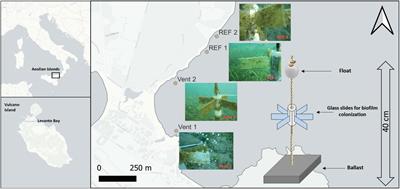 Microbial Biofilms Along a Geochemical Gradient at the Shallow-Water Hydrothermal System of Vulcano Island, Mediterranean Sea